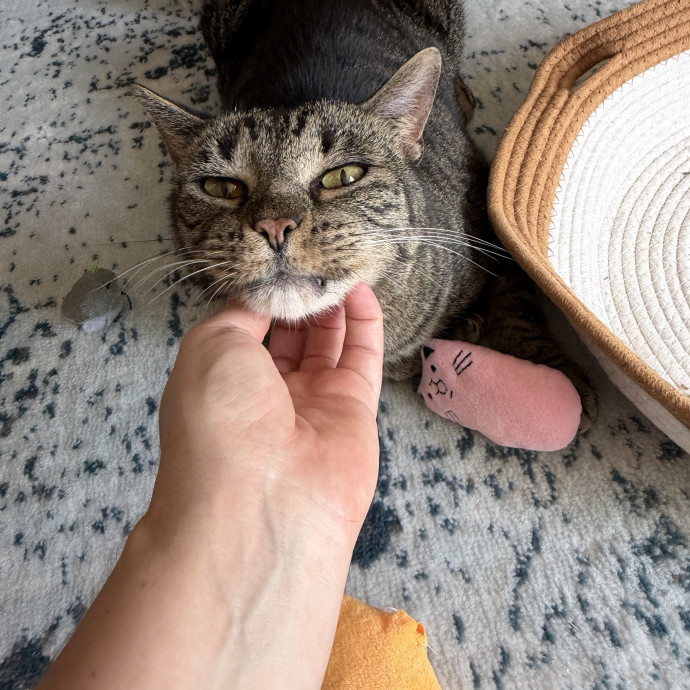 Trusted Cat Companion And Caregiver