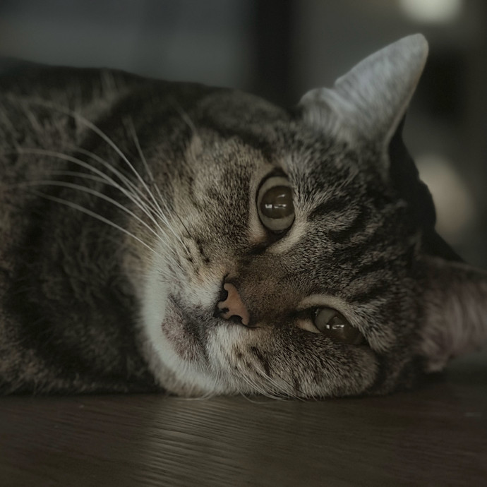Trusted Cat Companion And Caregiver