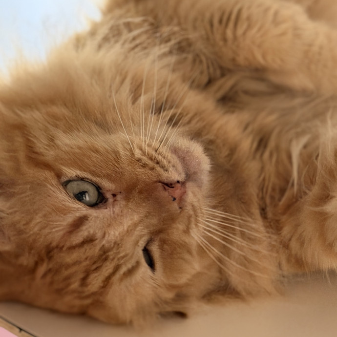 Trusted Cat Companion And Caregiver