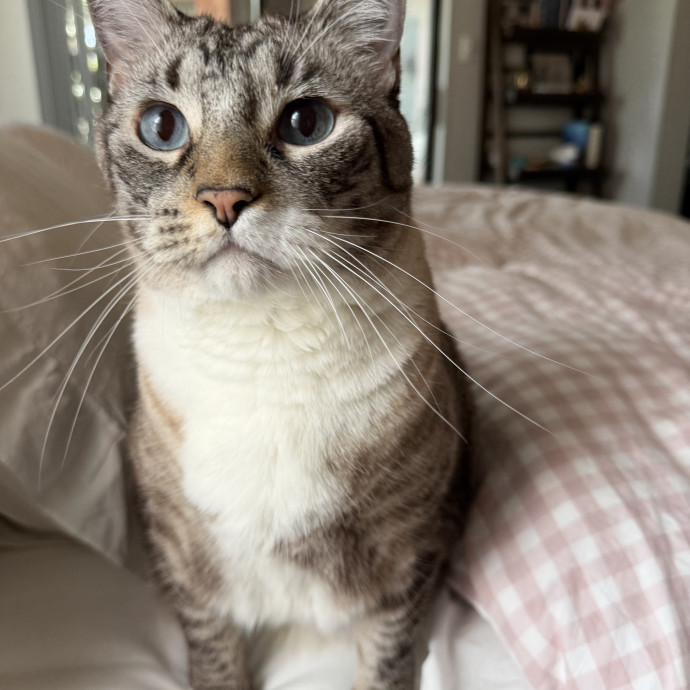 Trusted Cat Companion And Caregiver