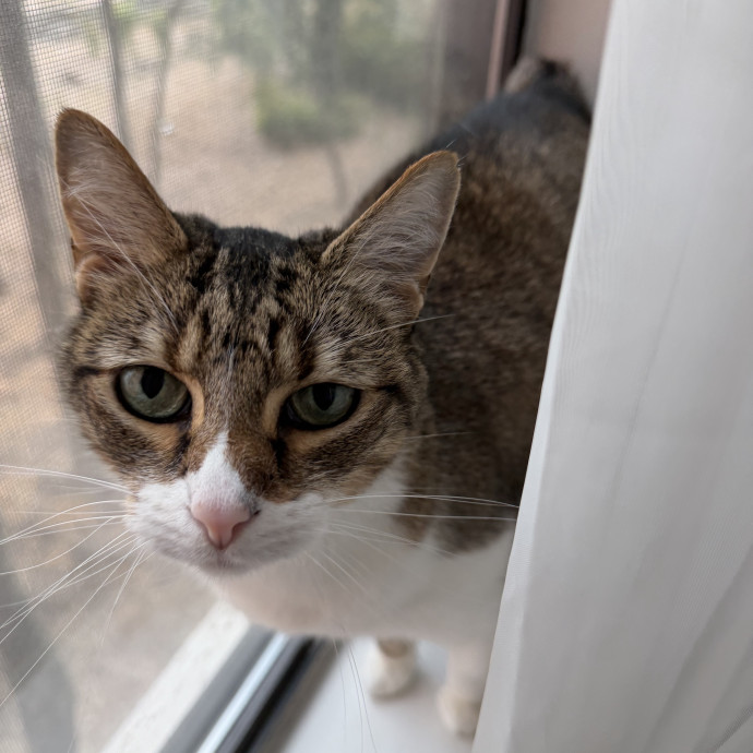 Trusted Cat Companion And Caregiver