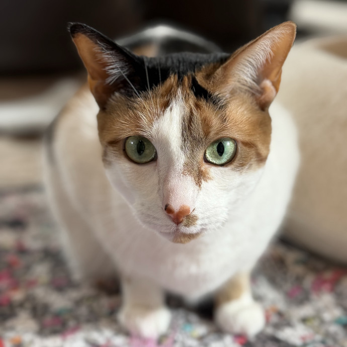 Trusted Cat Companion And Caregiver