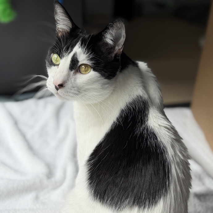 Trusted Cat Companion And Caregiver
