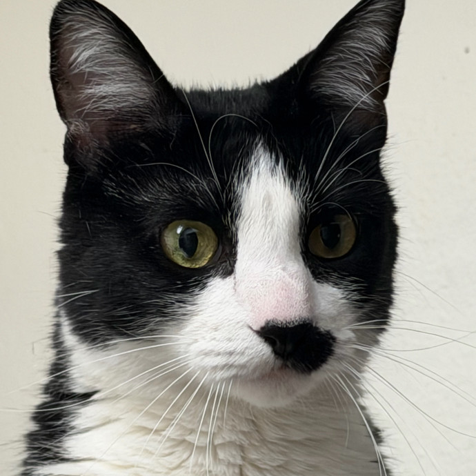 Trusted Cat Companion And Caregiver