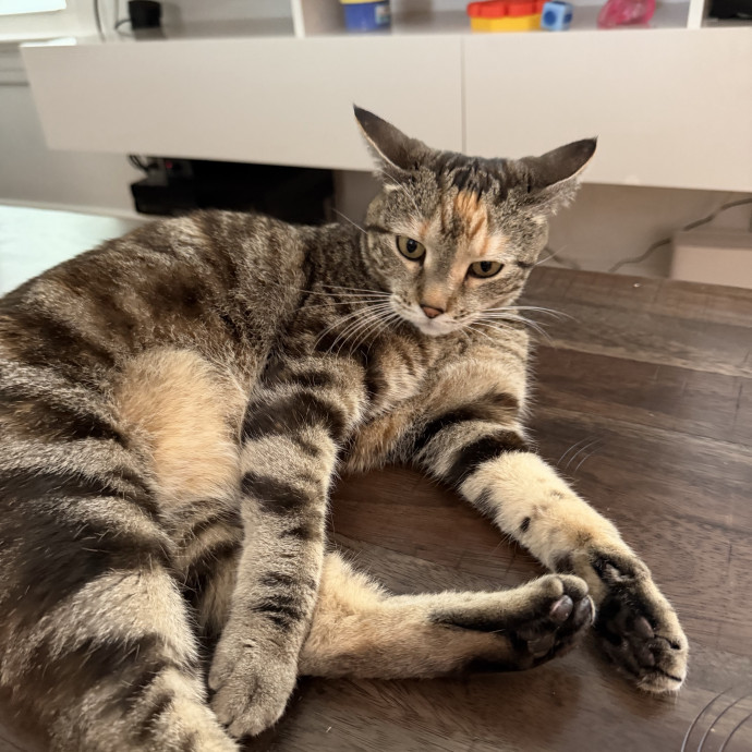 Trusted Cat Companion And Caregiver