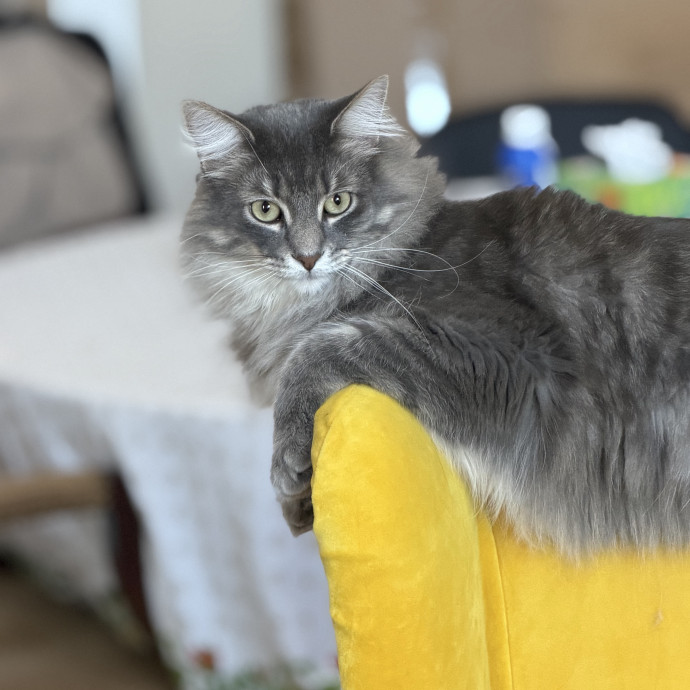 Trusted Cat Companion And Caregiver