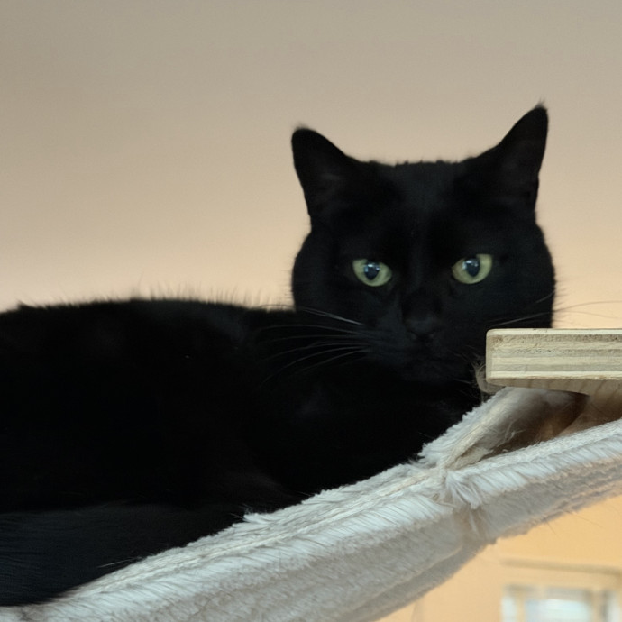 Trusted Cat Companion And Caregiver