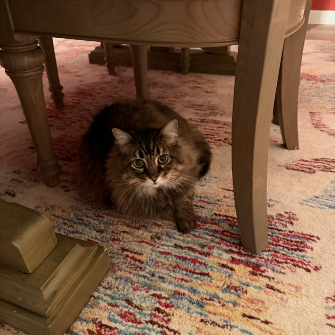 Trusted Cat Companion And Caregiver photo 2