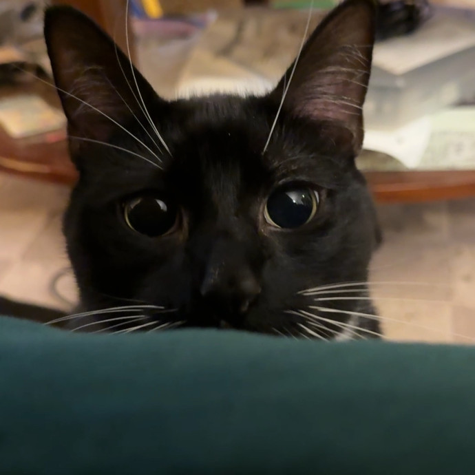 Purrimium Cat Care And Love