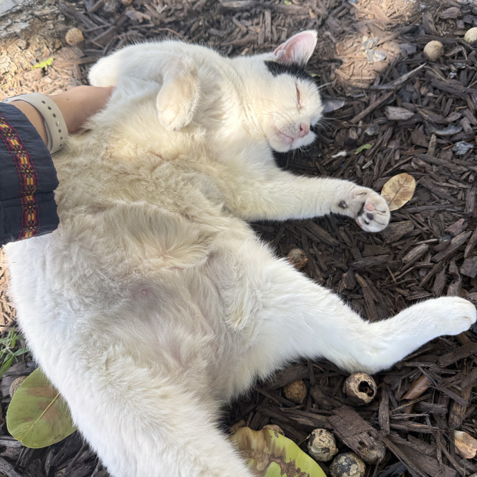 Purrimium Cat Care And Love