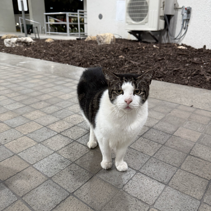 Purrimium Cat Care And Love