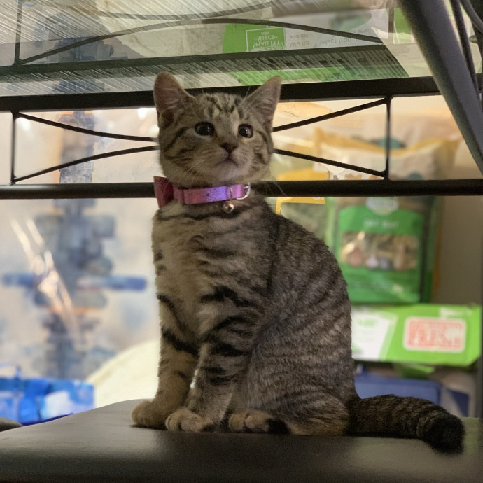 Purrimium Cat Care And Love