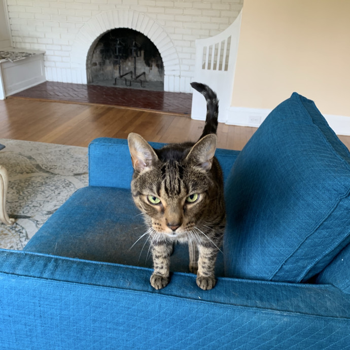 Purrimium Cat Care And Love photo 3