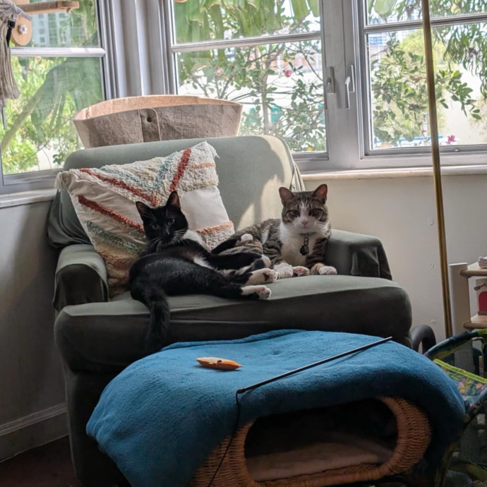 Purrimium Cat Care And Love photo 2