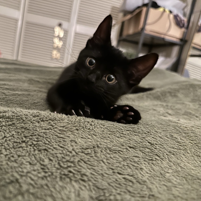 Your Friendly Neighborhood Cat Lady photo 2
