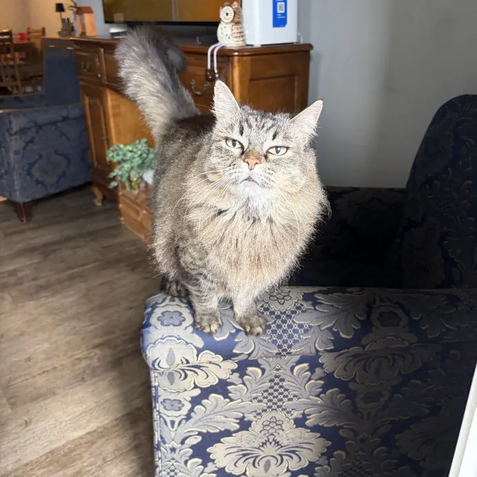 Addy's Cozy Cat Corner