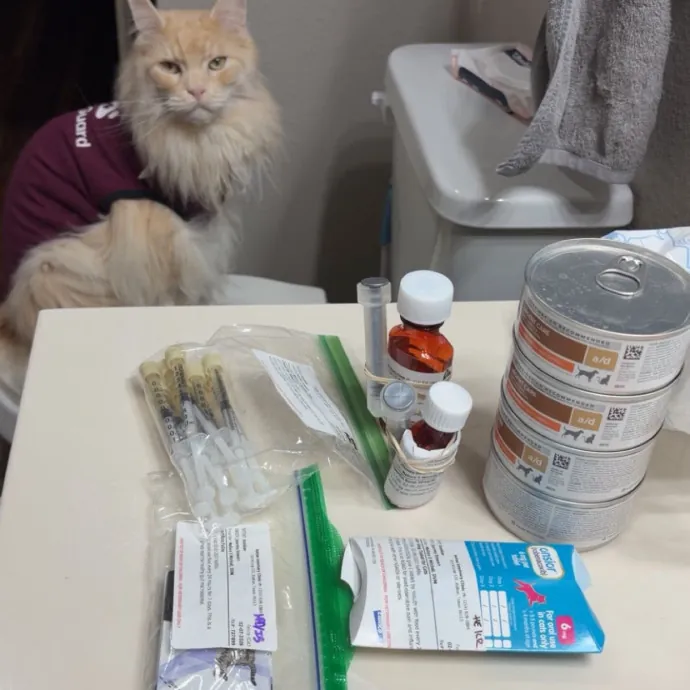 Addy's Cozy Cat Corner