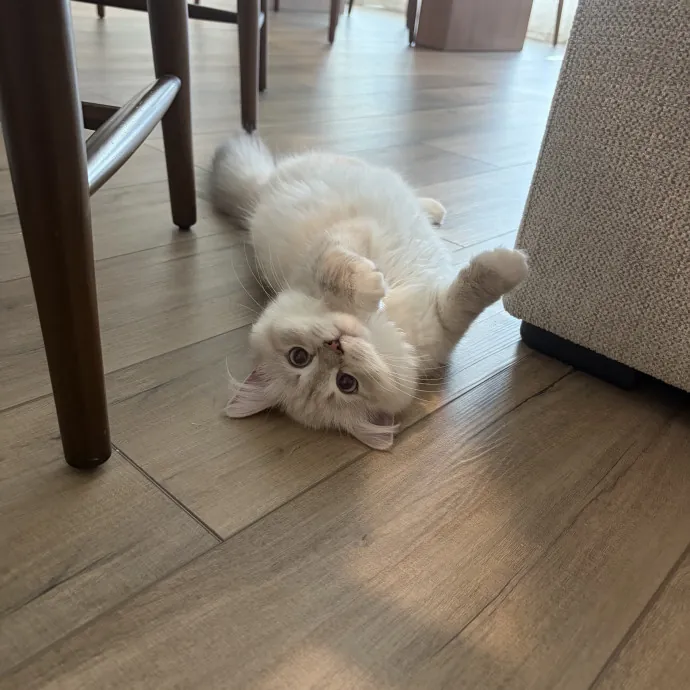 Addy's Cozy Cat Corner