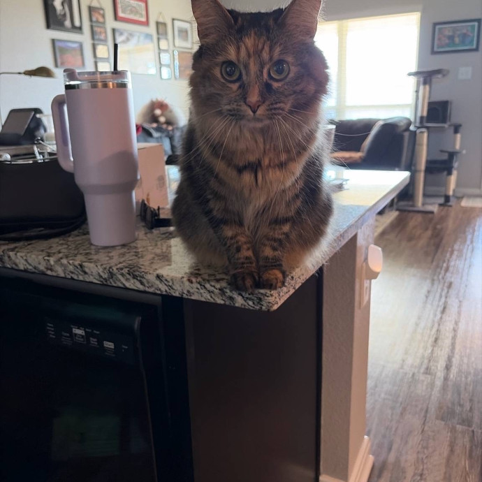 Addy's Cozy Cat Corner