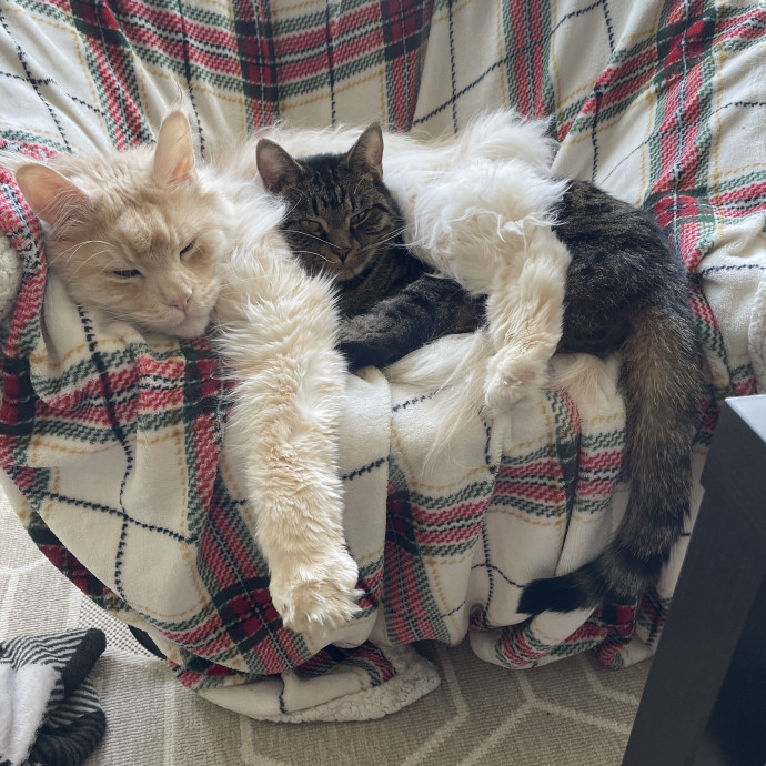Addy's Cozy Cat Corner photo 3