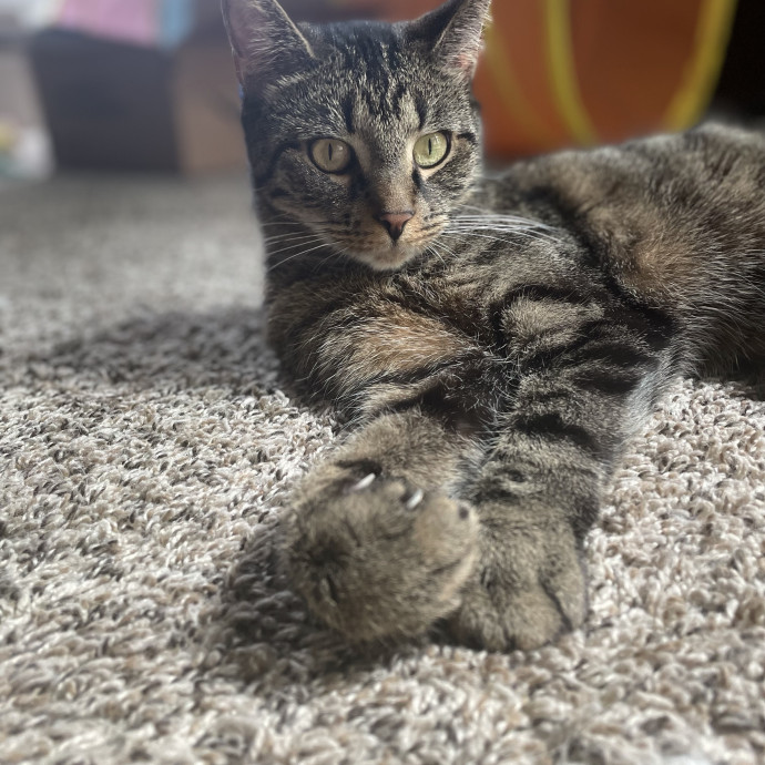Addy's Cozy Cat Corner photo 2