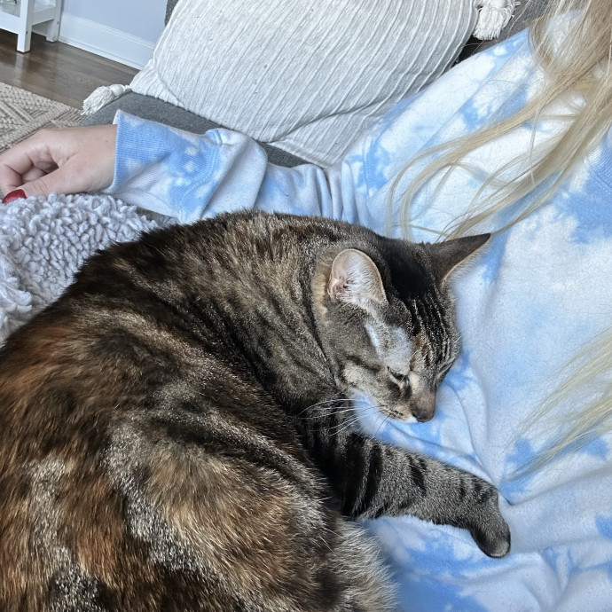 Your Cat's New Best Friend photo 3