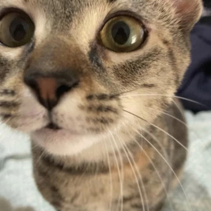 Your Cat's New Best Friend photo 2