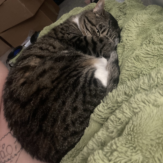 Friendly Ogden Local Cat Sitter
