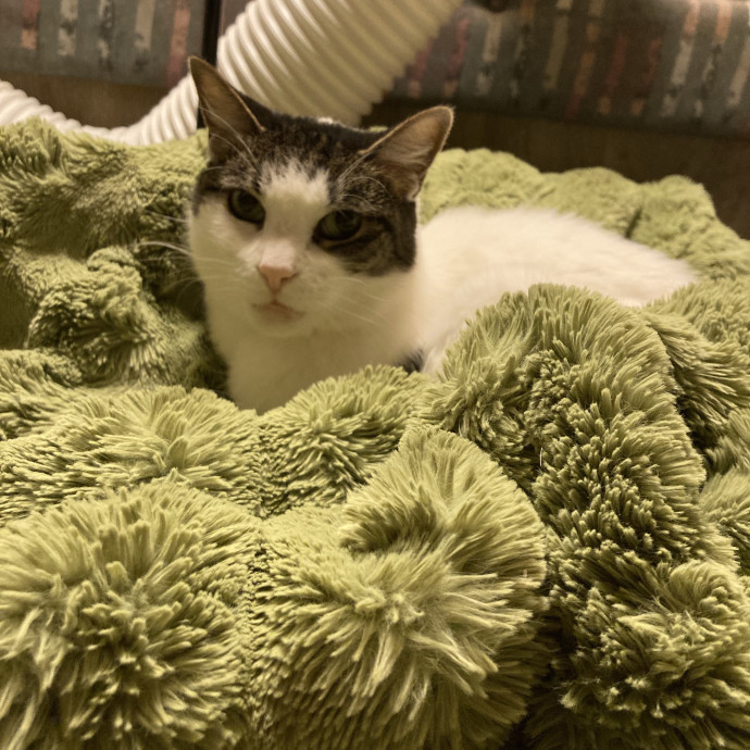 Friendly Ogden Local Cat Sitter photo 2
