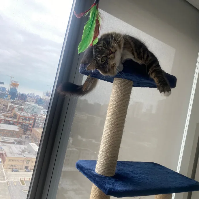 Rachel's Windy City Kitties