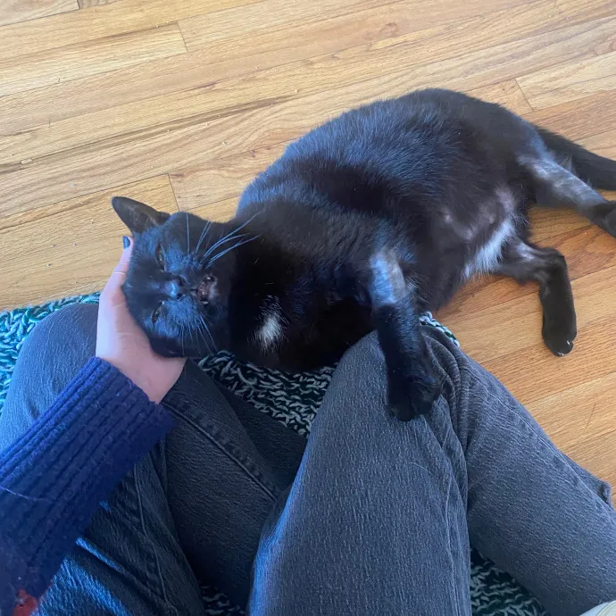 Rachel's Windy City Kitties