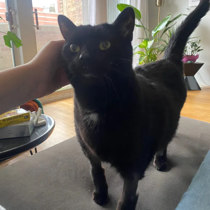 Rachel's Windy City Kitties