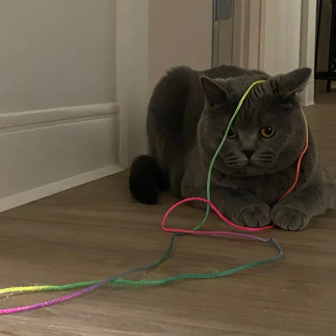 Rachel's Windy City Kitties