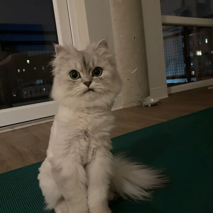 Rachel's Windy City Kitties