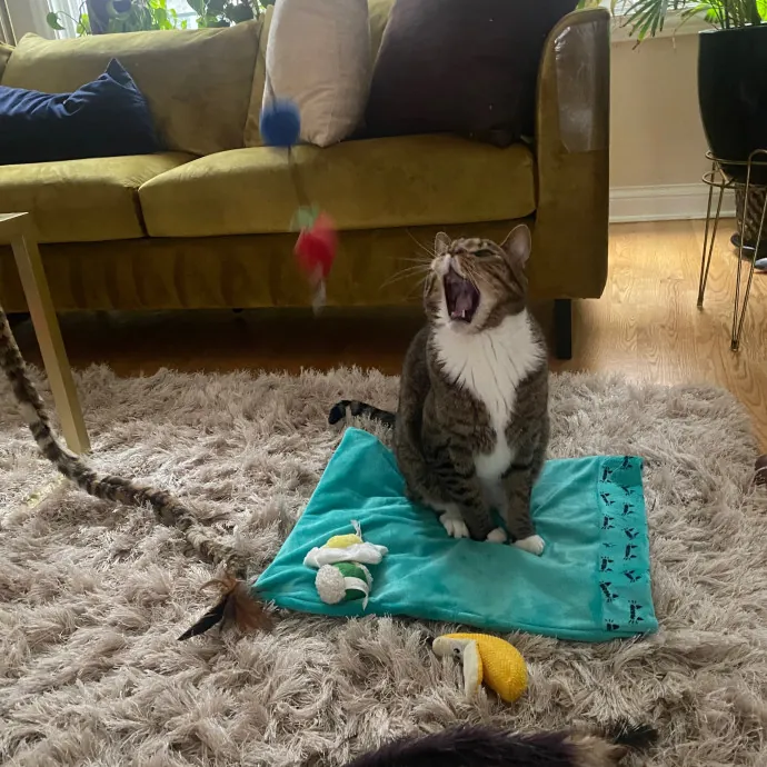 Rachel's Windy City Kitties