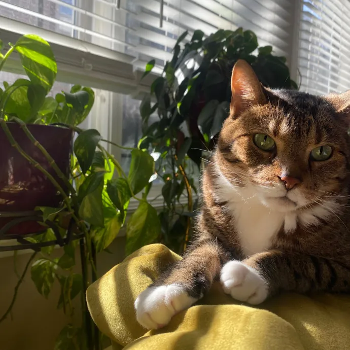 Rachel's Windy City Kitties