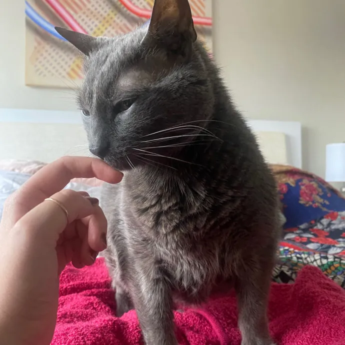 Rachel's Windy City Kitties