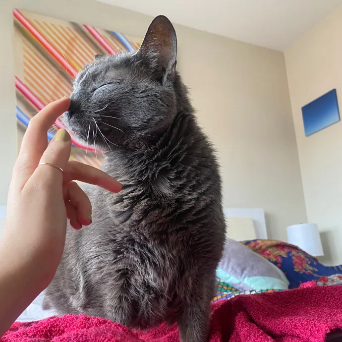 Rachel's Windy City Kitties