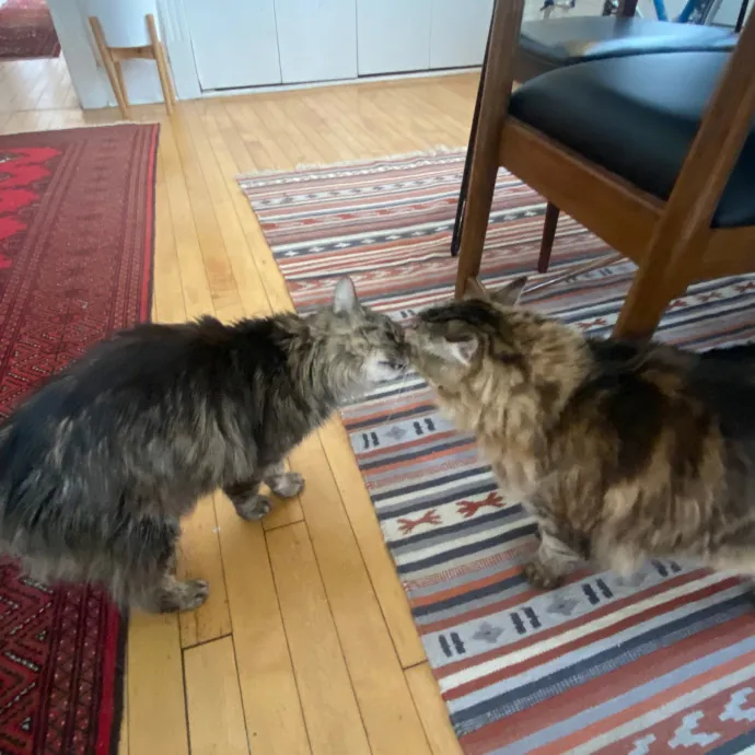 Rachel's Windy City Kitties