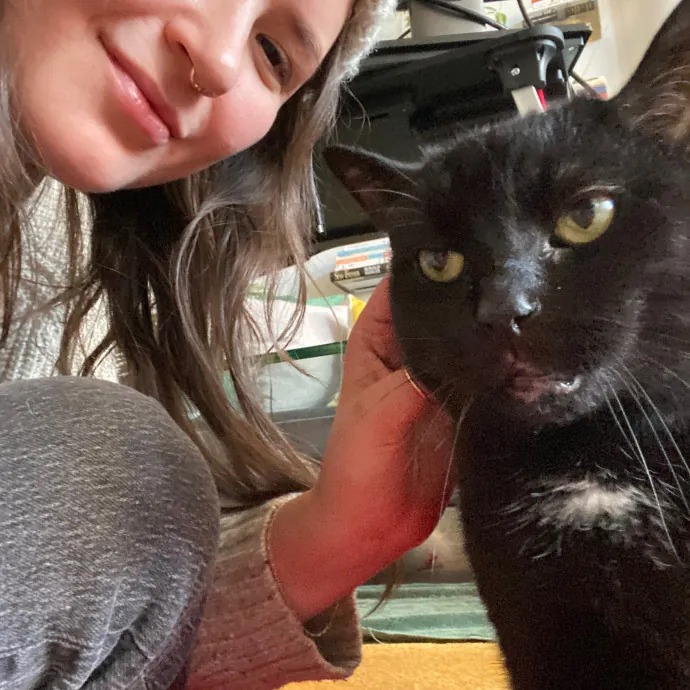 Rachel's Windy City Kitties