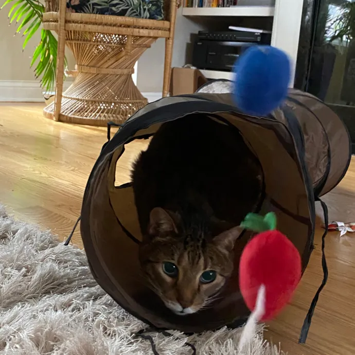 Rachel's Windy City Kitties photo 4