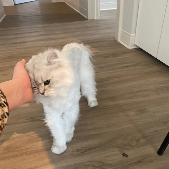 Rachel's Windy City Kitties photo 3