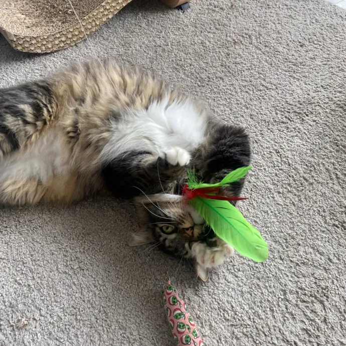 Rachel's Windy City Kitties photo 2