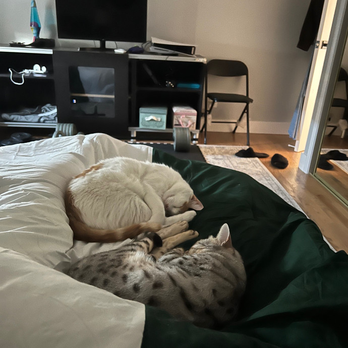 The Cat Hangout