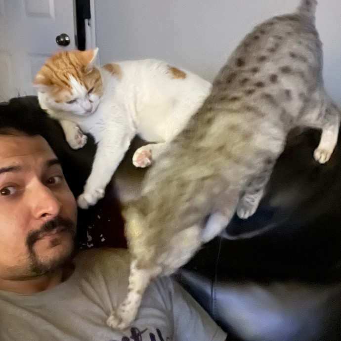 The Cat Hangout