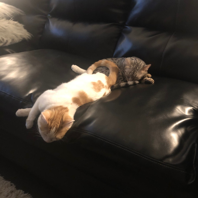The Cat Hangout