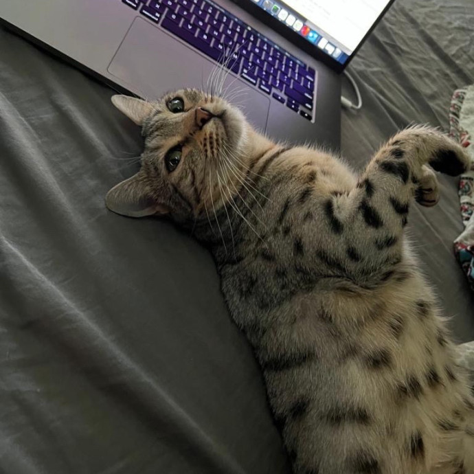 The Cat Hangout
