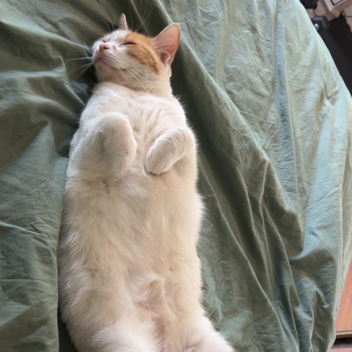 The Cat Hangout photo 2