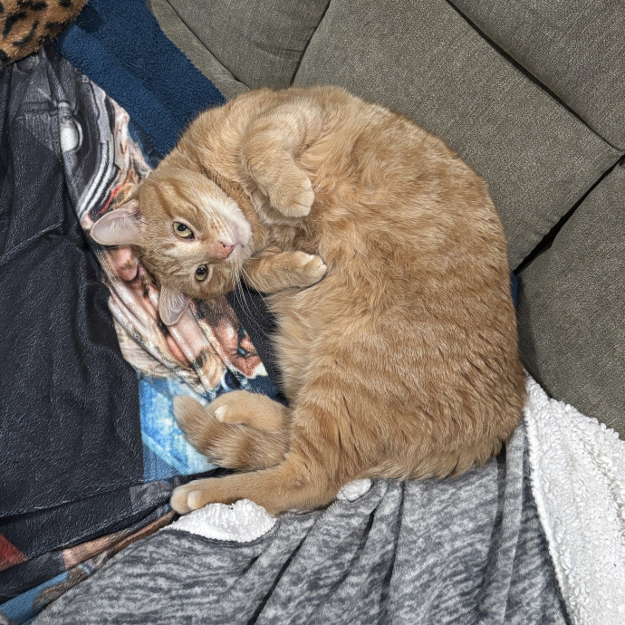 Check In's For Your Cat