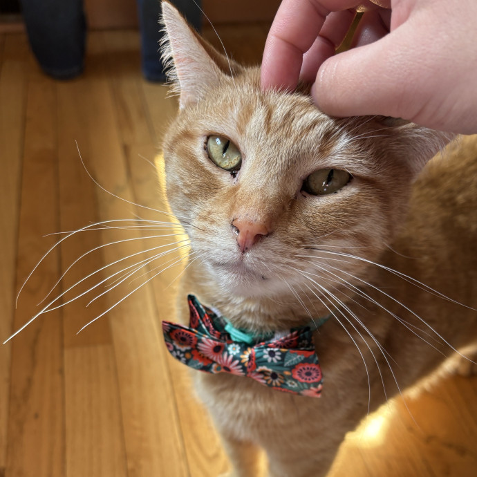 Check In's For Your Cat photo 3